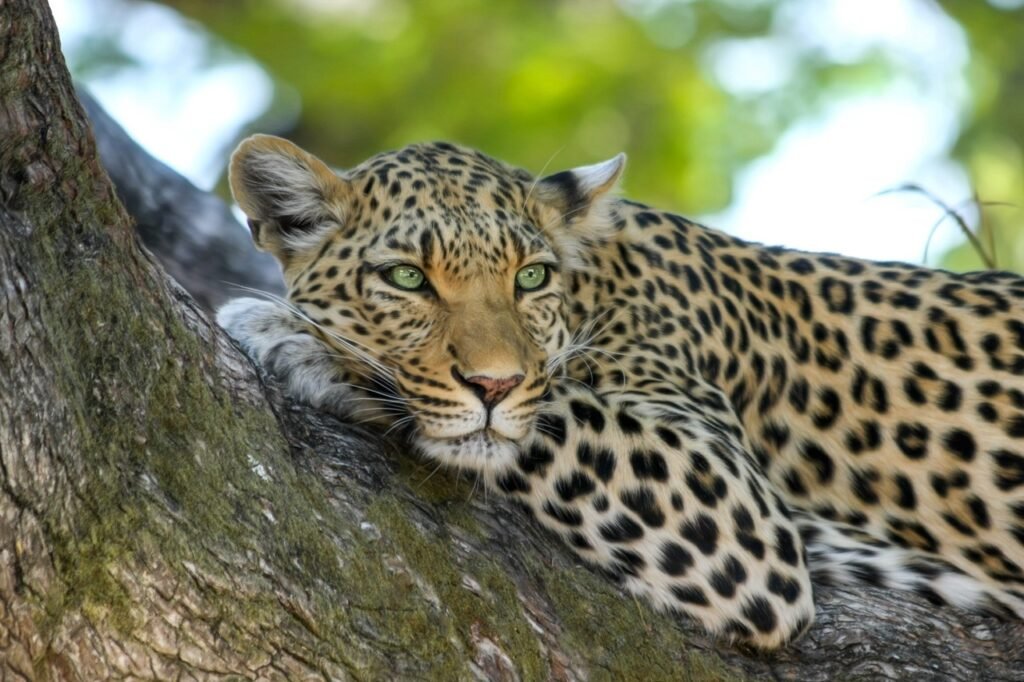 leopard, safari