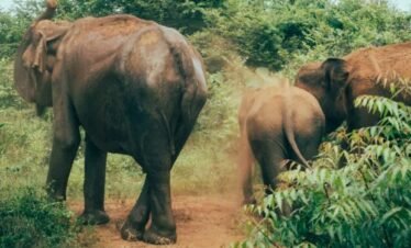 Udawalawe Safari & Elephant Transit Home