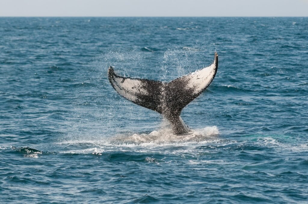 whale-630256_1920