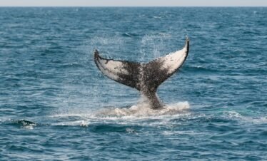 4 Days Trip – Sri Lanka