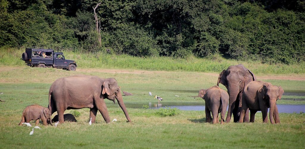 elephant-2131326_1920
