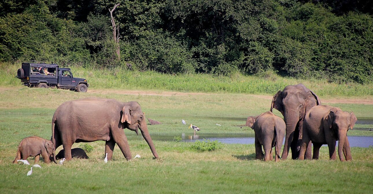 Galle, Udawalawe & Elephant Transit Home