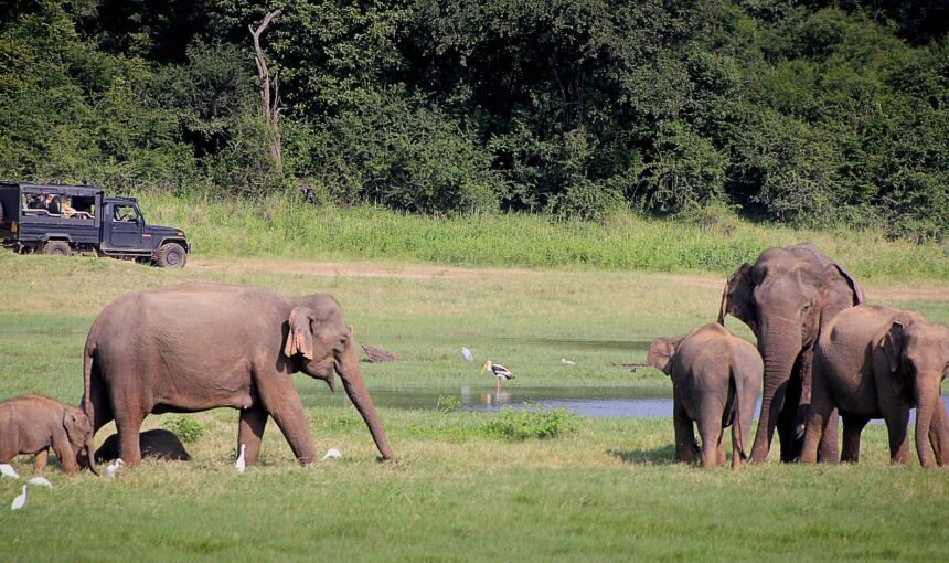 Galle, Udawalawe & Elephant Transit Home